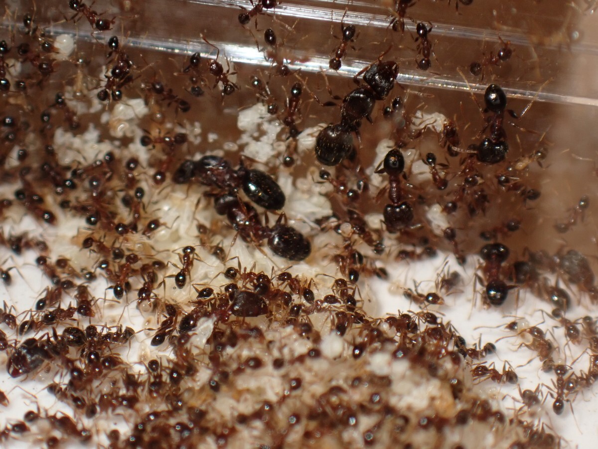 【石膏巣付き】オオズアリ 女王8匹！ワーカー300匹以上！_6