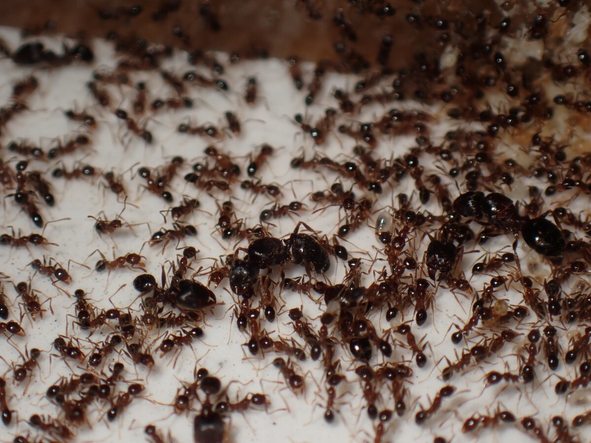 【石膏巣付き】オオズアリ 女王8匹！ワーカー300匹以上！_7