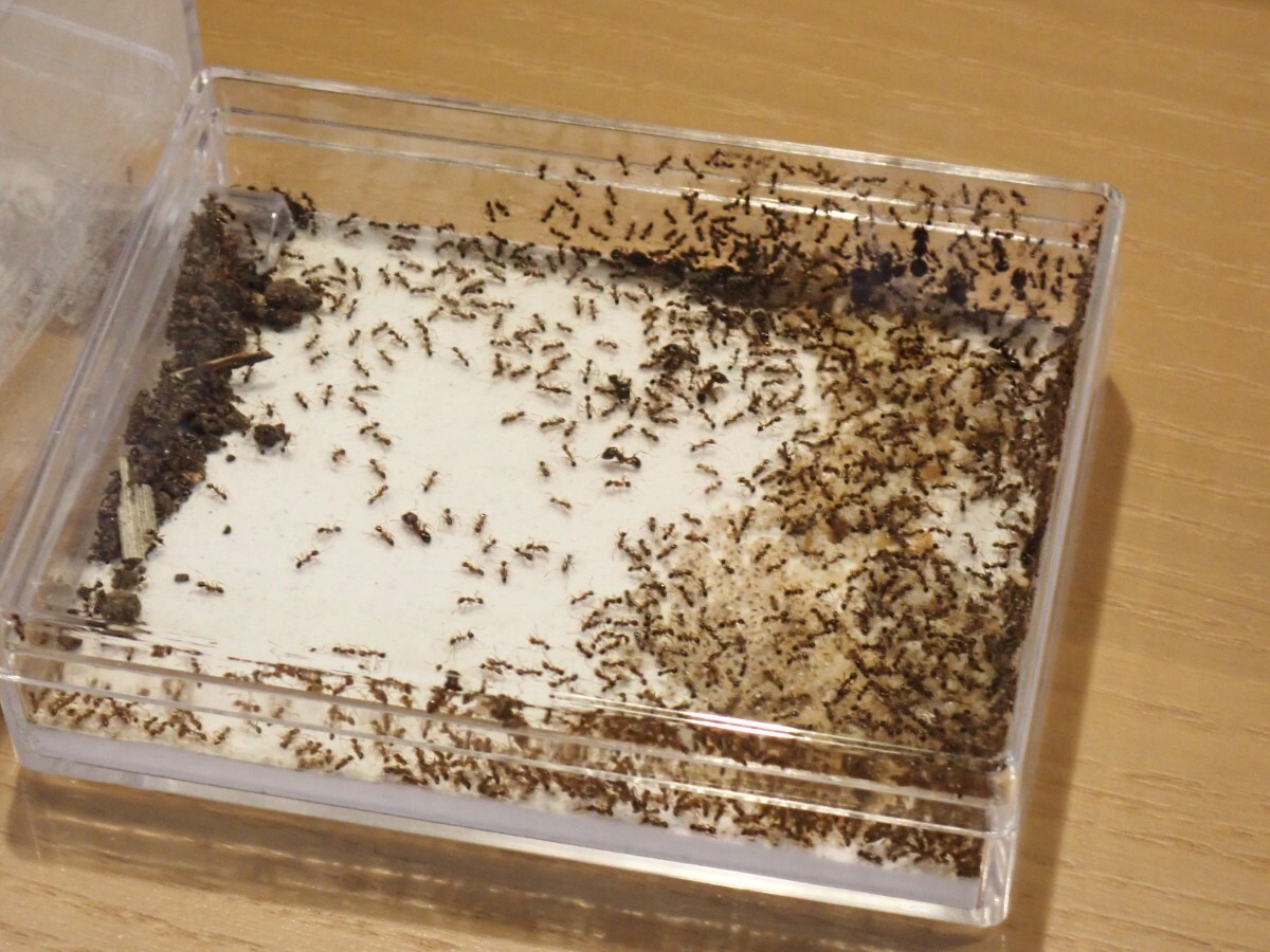 【石膏巣付き】オオズアリ 女王8匹！ワーカー300匹以上！_8