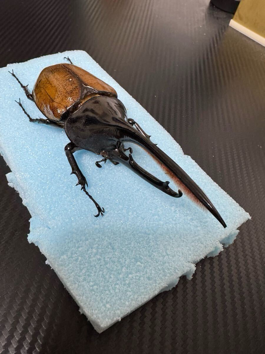 ヘラクレス オキシデンタリス Wild 野外採集個体 ♂ 135mm 標本 展足済