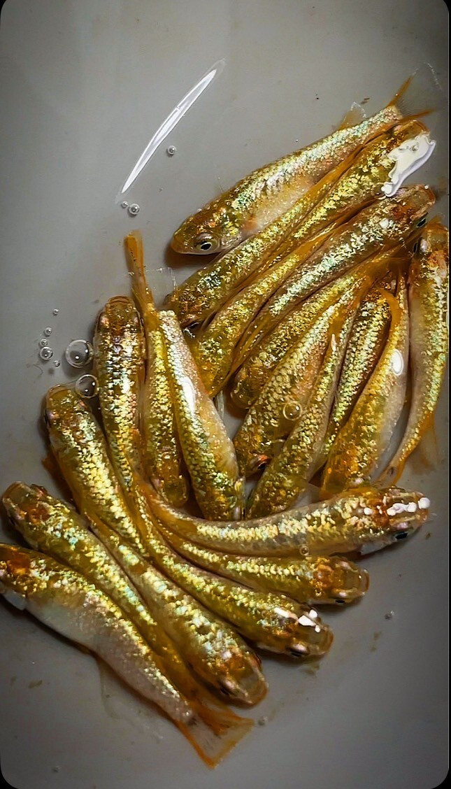 【メダカッパ】極上スフィンクス メダカ　7ペア＋α（金閣　銀閣　和墨白銀　曜変天目　橙GR　銀閣　金塊　幻想　オセロ　ゴジラ）_2