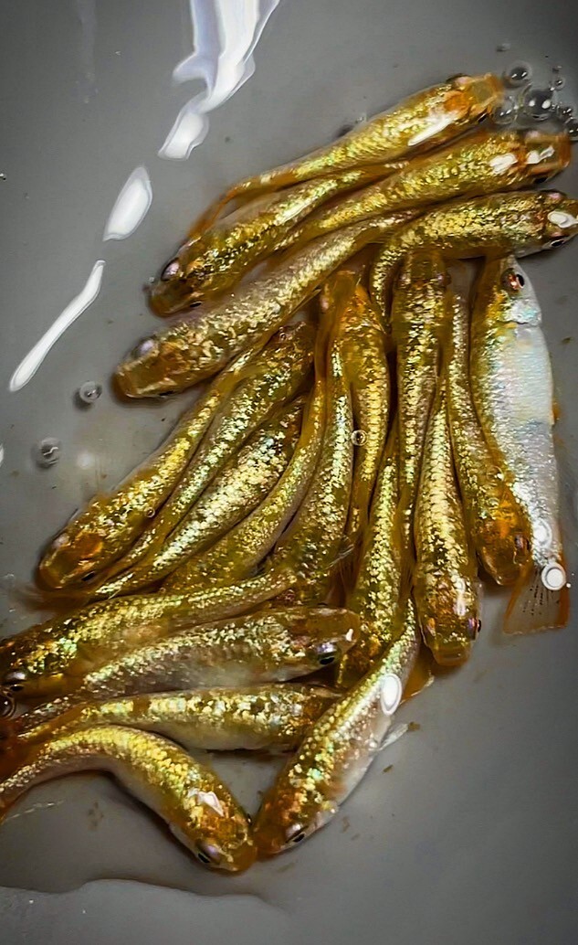 【メダカッパ】極上スフィンクス メダカ　7ペア＋α（金閣　銀閣　和墨白銀　曜変天目　橙GR　銀閣　金塊　幻想　オセロ　ゴジラ）_3