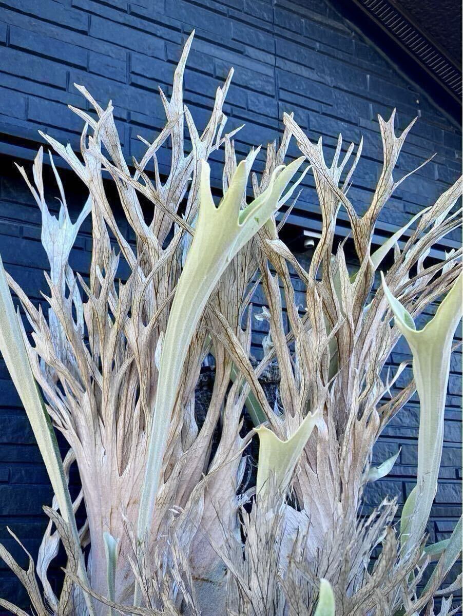 Platycerium veitchii wild Australia OC株 / ベイチーワイルド