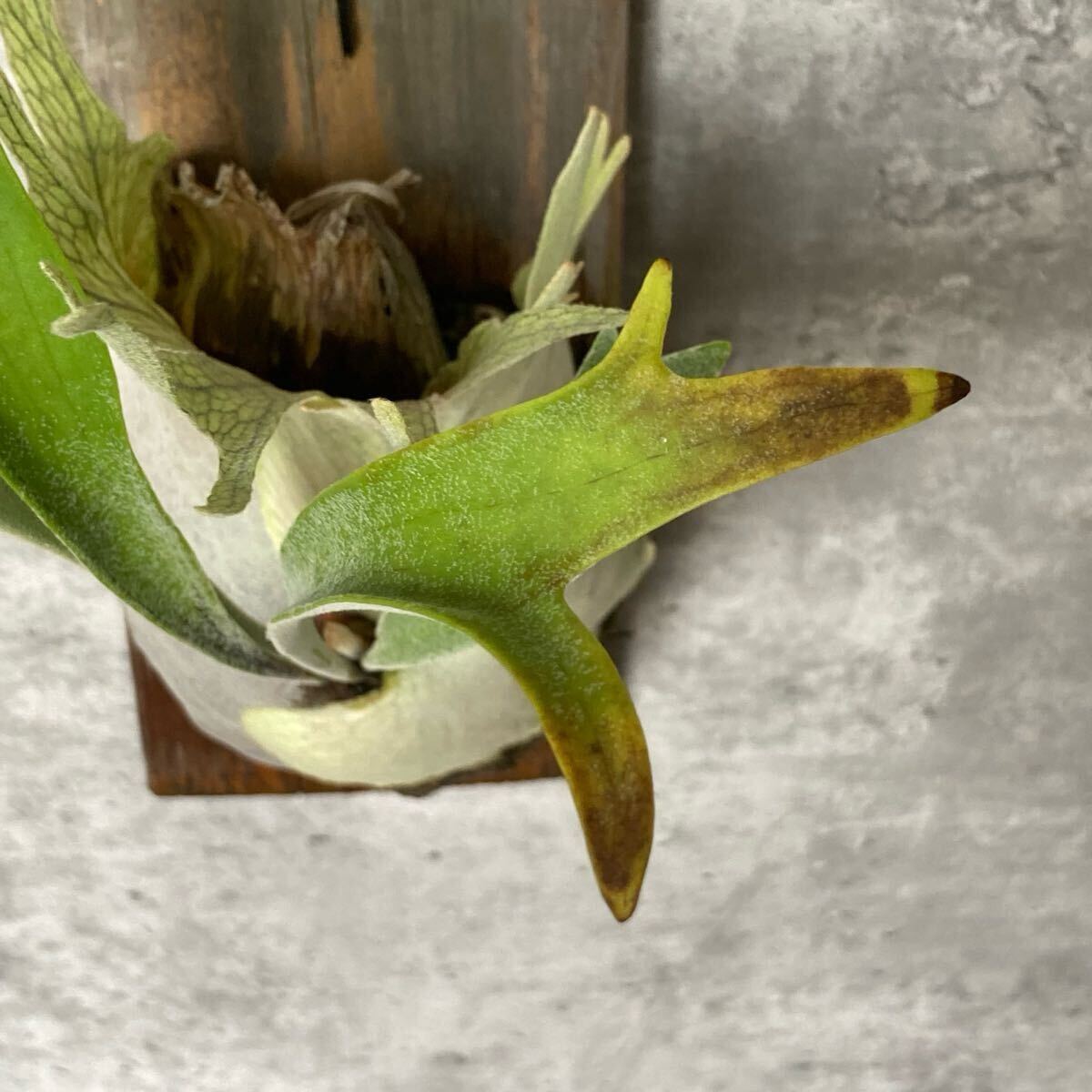 Platycerium veitchii wild Australia OC株 / ベイチーワイルド