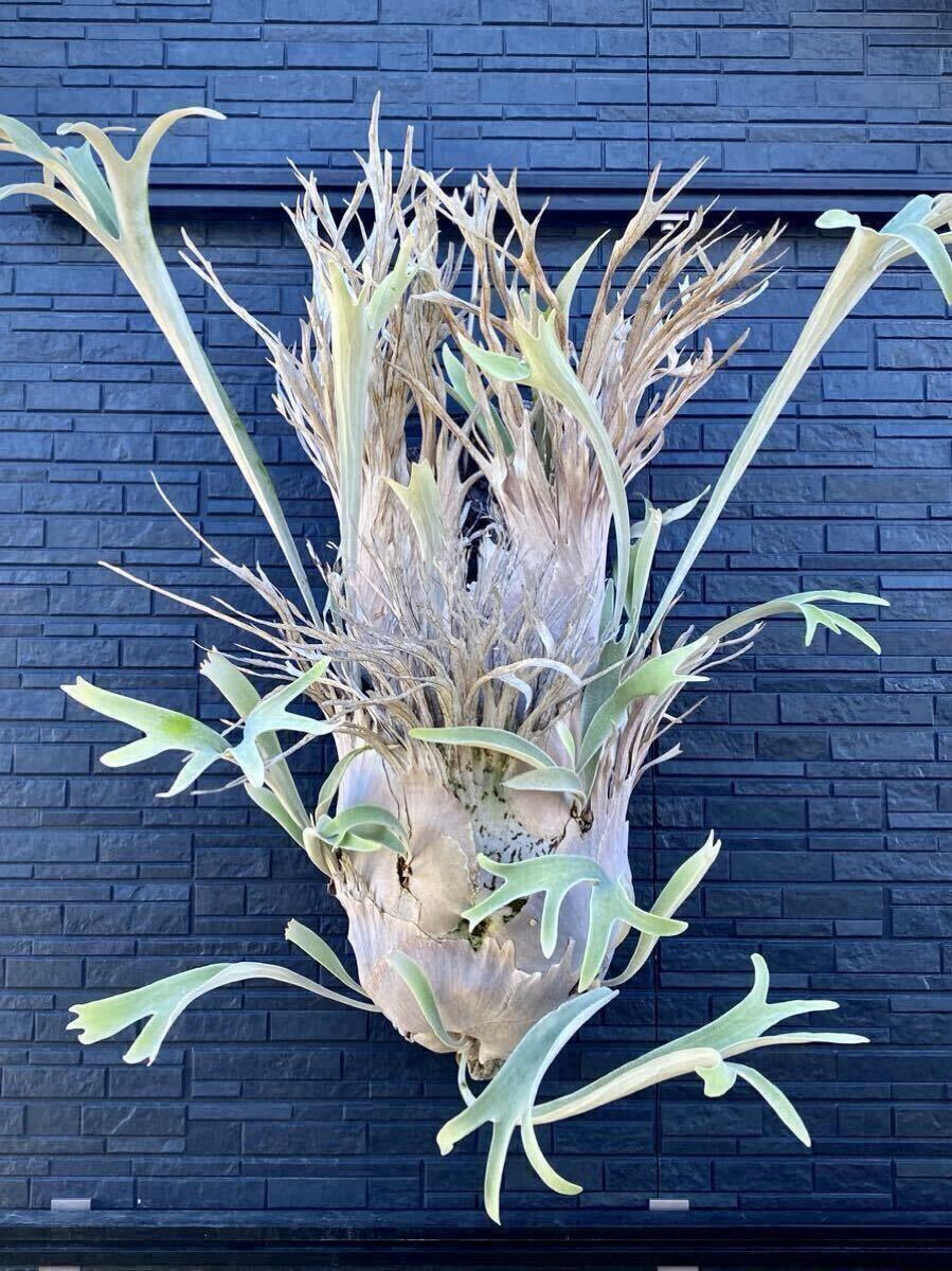 Platycerium veitchii wild Australia OC株 / ベイチーワイルド