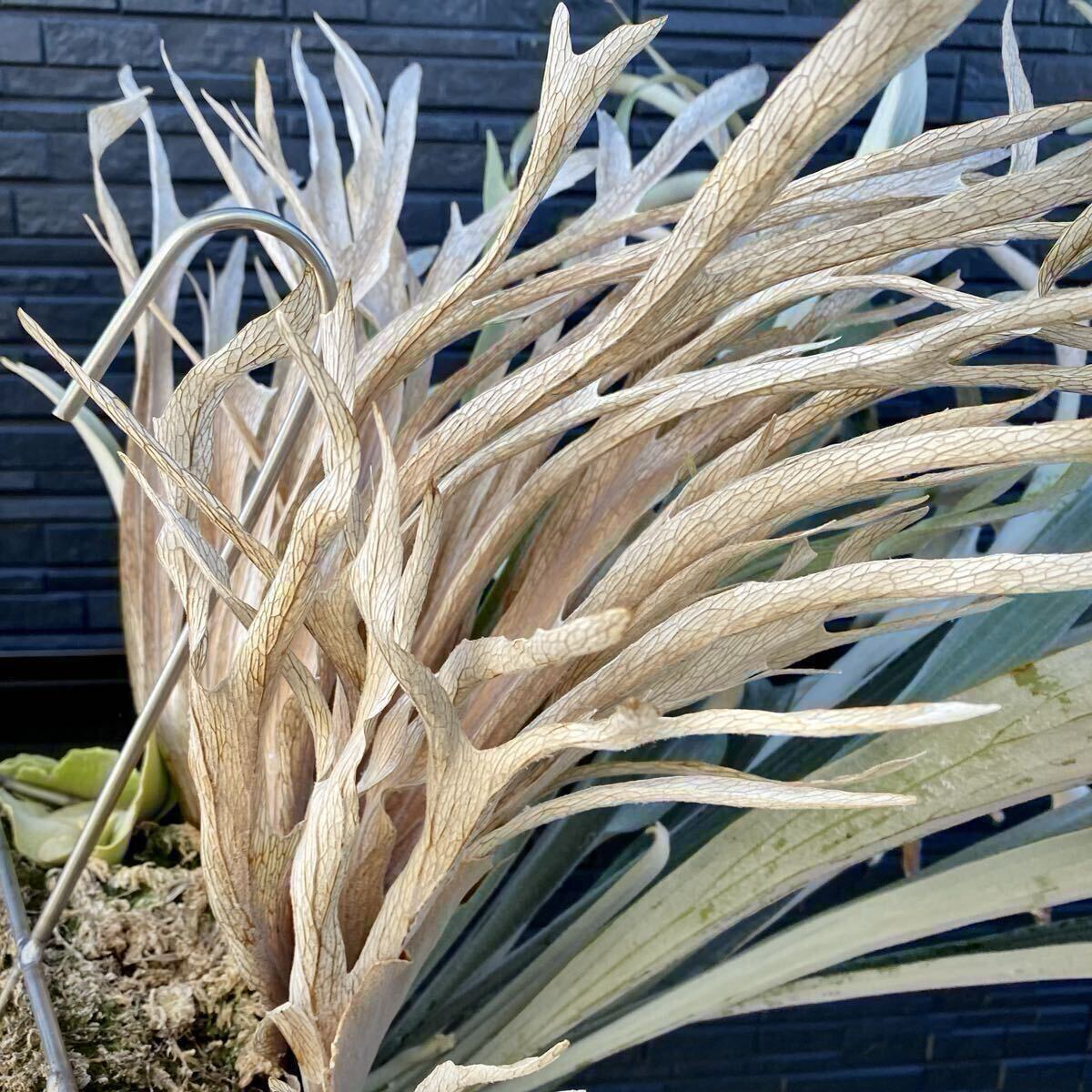 Platycerium veitchii wild Australia OC株 / ベイチーワイルド