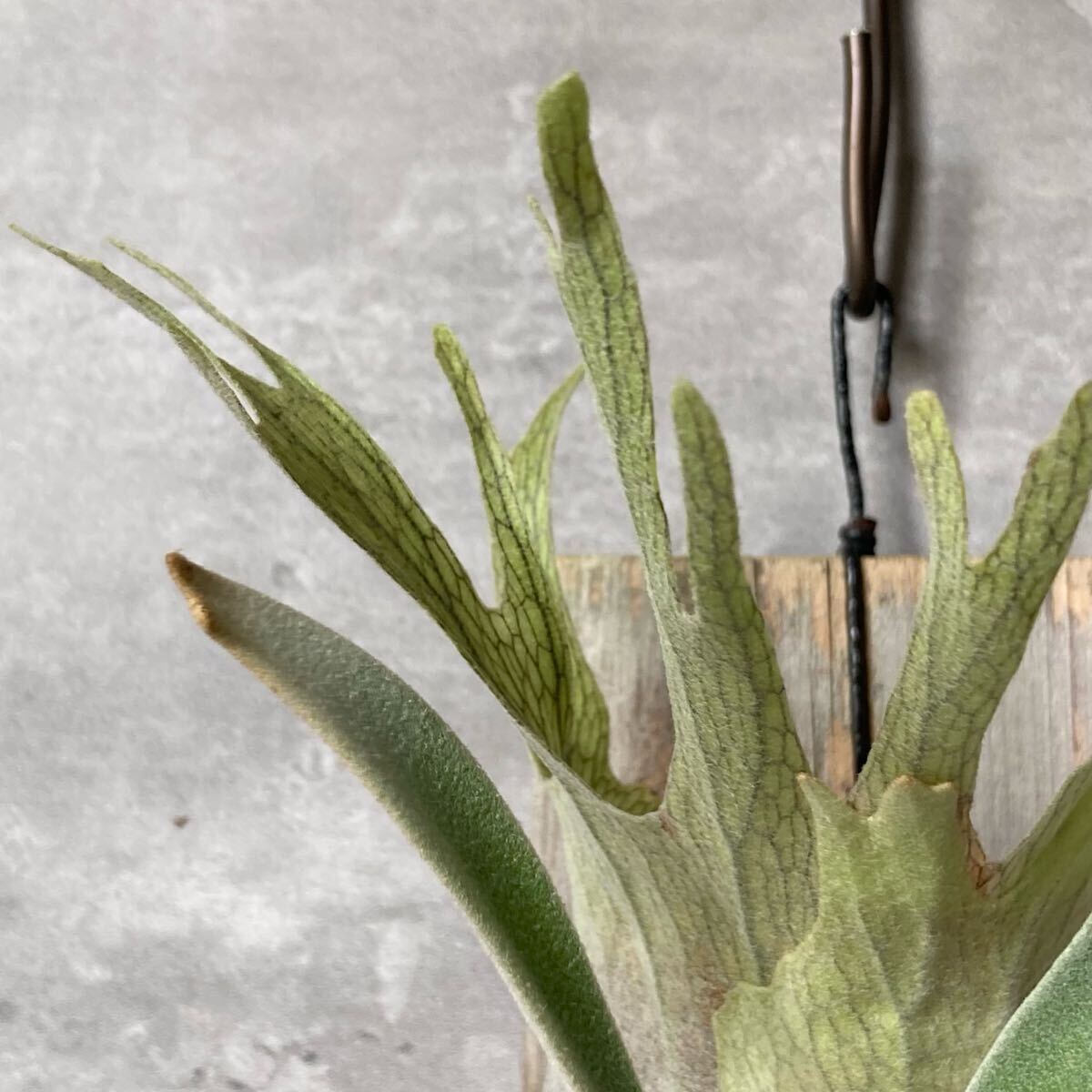 Platycerium veitchii wild Australia OC株 / ベイチーワイルド 