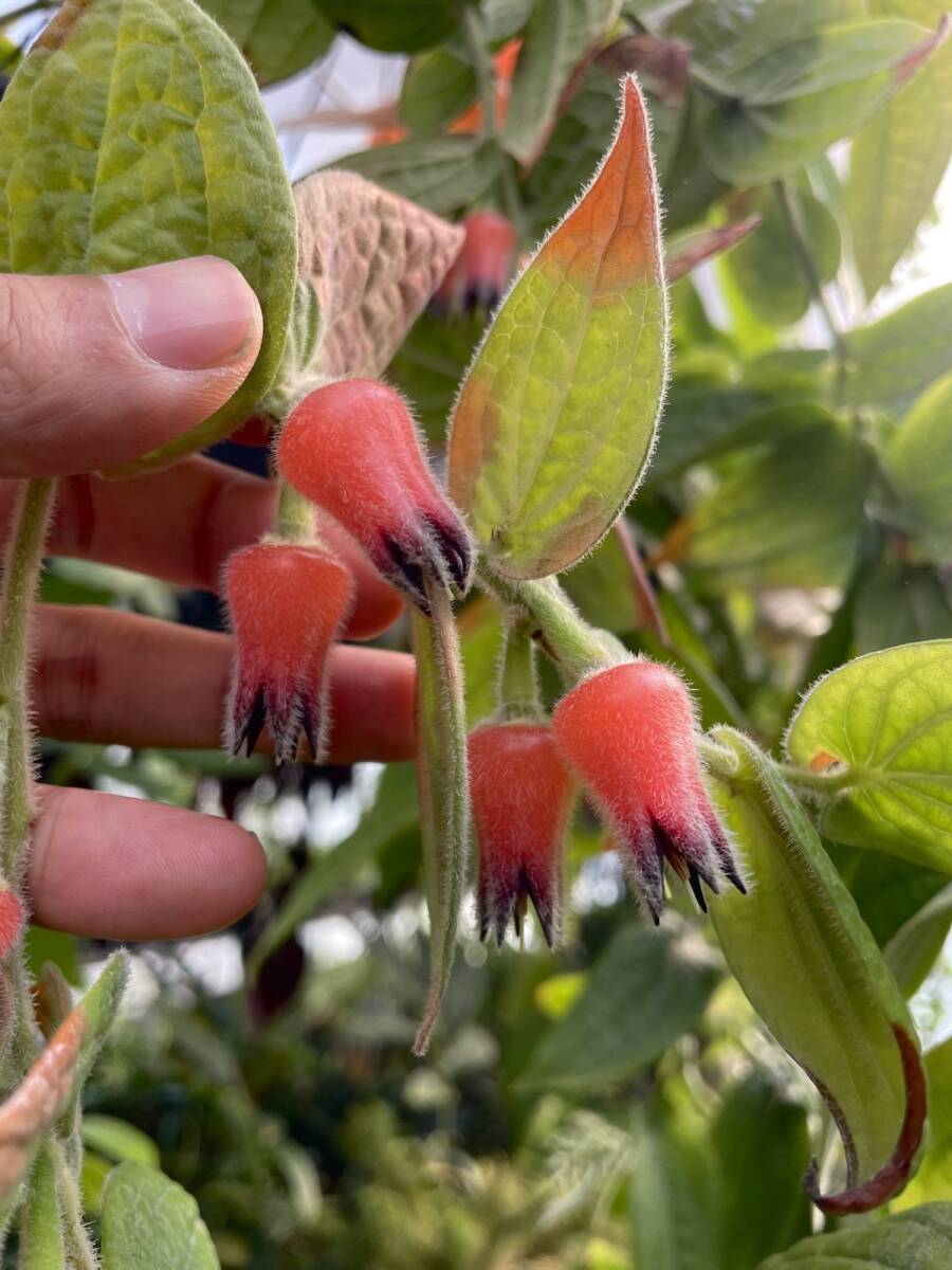 南米着生ツツジ Ceratostema lanigerum Ecuador(観葉植物)｜売買された