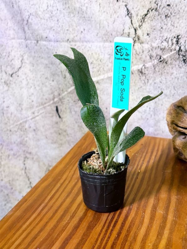 POP SODA (TC)(ベイチーAR × パカラン) ビカクシダ Frontier Plants】【現品】ビカクシダ・ポップソーダ（ポップソダ