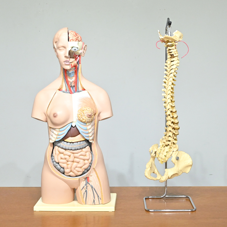 西ドイツ 人体解剖模型 女性 上半身 ヴィンテージ/医療 マネキン Somso