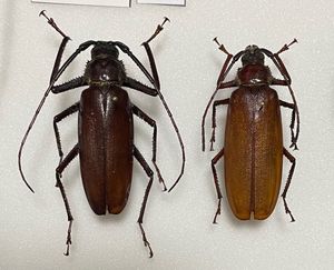 ウスバカミキリの値段と価格推移は？｜75件の売買データからウスバ