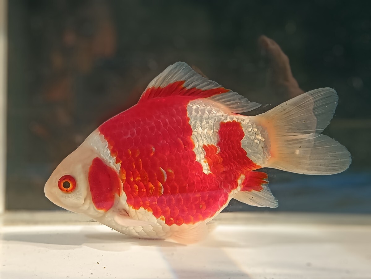 玉サバ 紅白 18センチ 3歳 新潟県産 金魚 タマサバ サバ尾 (金魚 