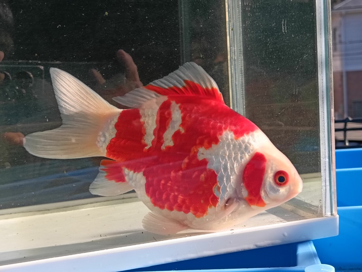 玉サバ3歳オス18センチ 新潟産 玉サバ 当歳 透明鱗 ジャパンオープン 