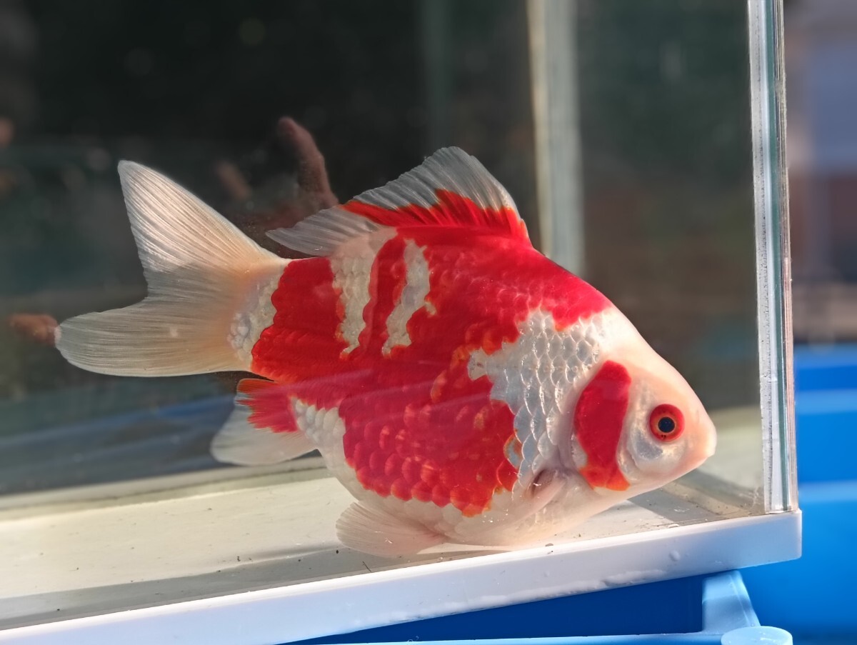 玉サバ 紅白 18センチ 3歳 新潟県産 金魚 タマサバ サバ尾 (金魚 