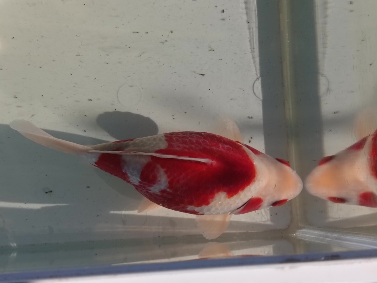 玉サバ 紅白 18センチ 3歳 新潟県産 金魚 タマサバ サバ尾 (金魚 
