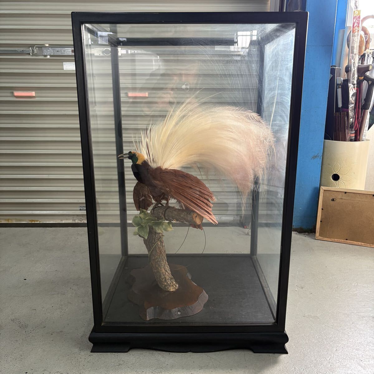 剥製 極楽鳥の値段と価格推移は？｜1件の売買データから剥製 極楽鳥の