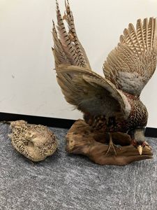 キジ 剥製の値段と価格推移は？｜8件の売買データからキジ 剥製の価値