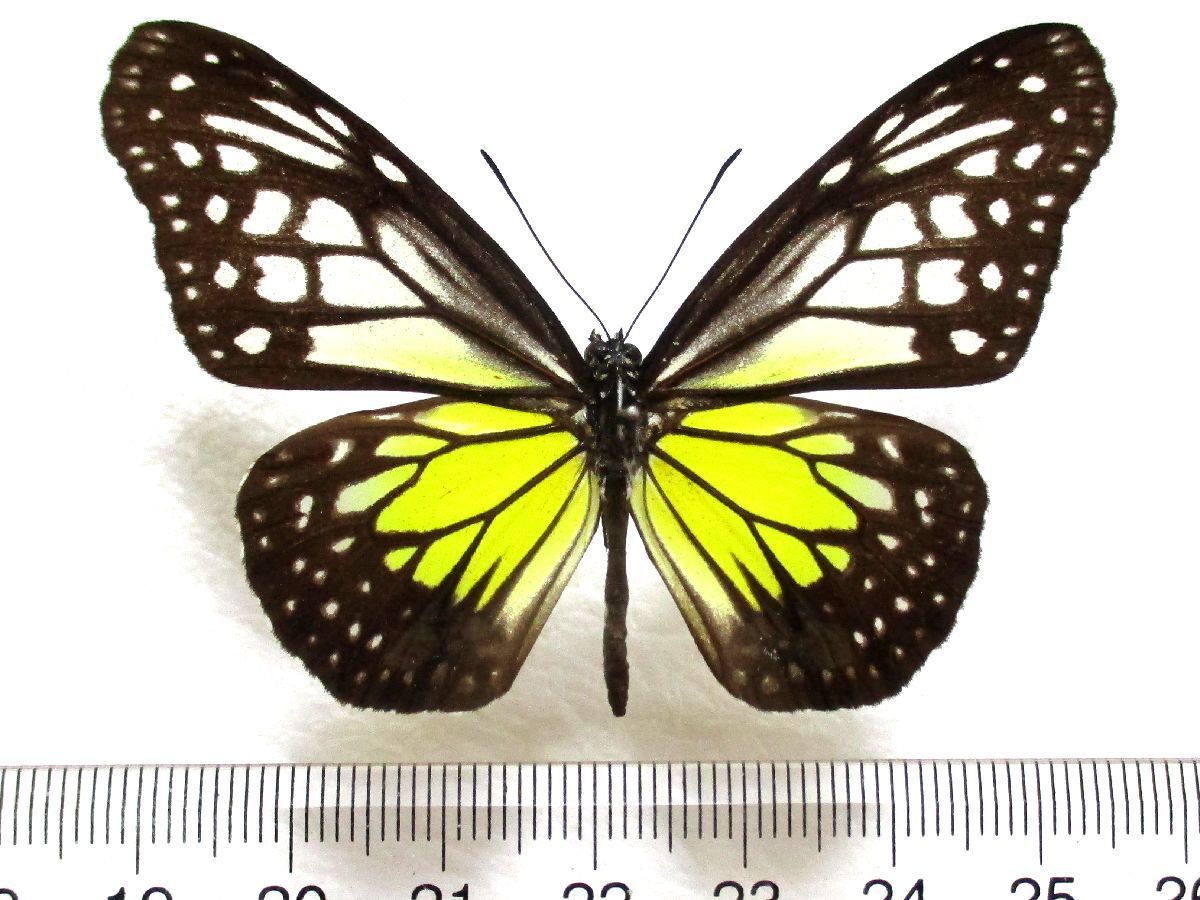 マレーシア 蝶 標本の値段と価格推移は？｜5件の売買データから
