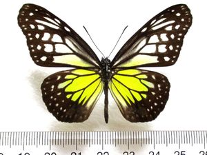 マレーシア 蝶 標本の値段と価格推移は？｜6件の売買データから