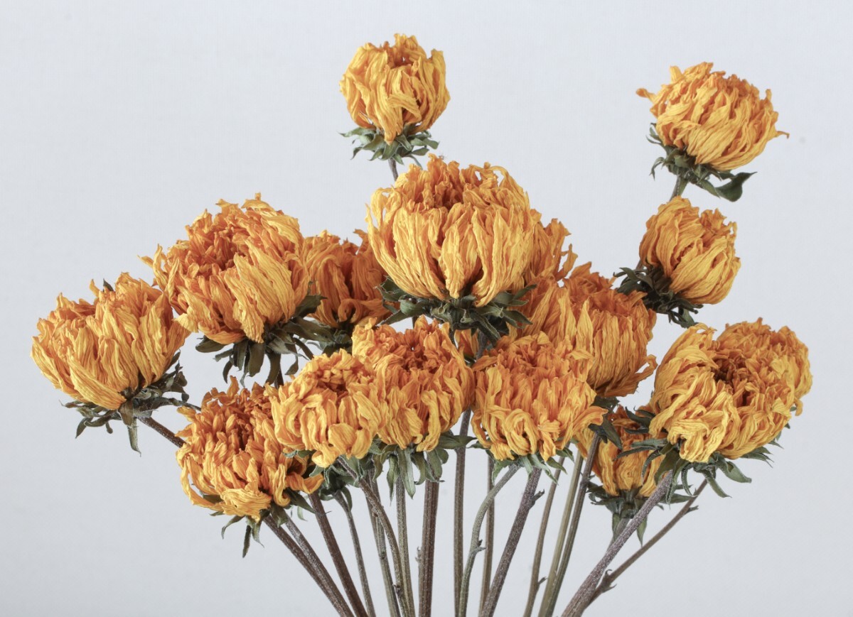 ドライフラワー20の値段と価格推移は？｜3件の売買データからドライ