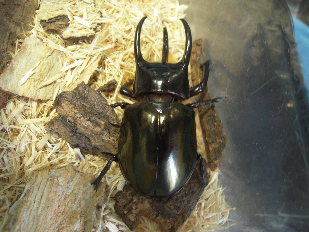 コーカサスオオカブトの値段と価格推移は？｜97件の売買データから