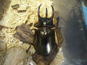 コーカサスオオカブトの値段と価格推移は？｜106件の売買データから