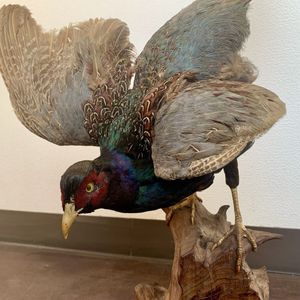 キジ 剥製の値段と価格推移は？｜8件の売買データからキジ 剥製の価値