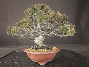 盆栽樂屋のYahoo!オークション(旧ヤフオク!)の相場・価格を見る｜Yahoo