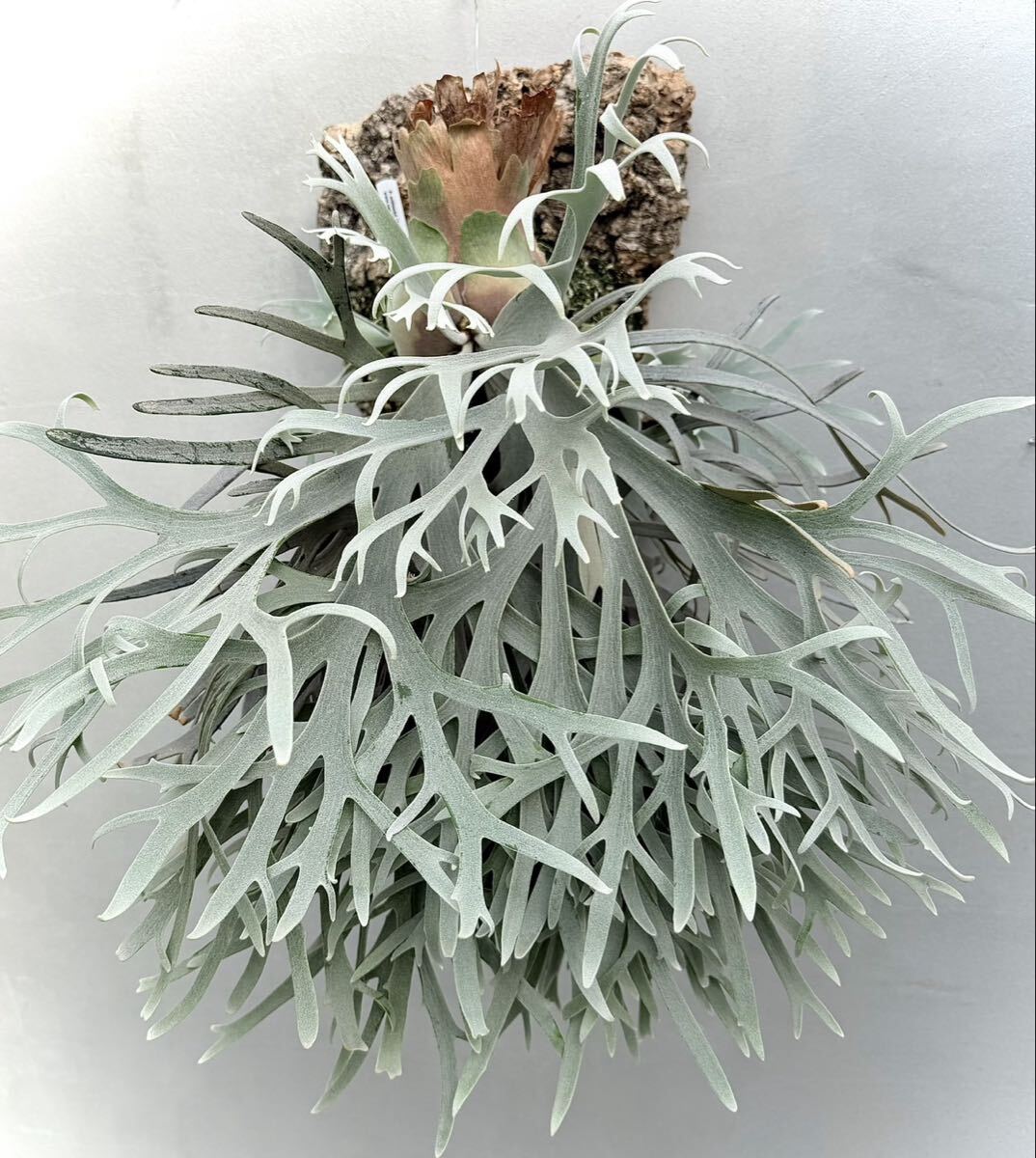 P. willinckii 'Jade Girl' (original)【vandaka】ビカクシダ