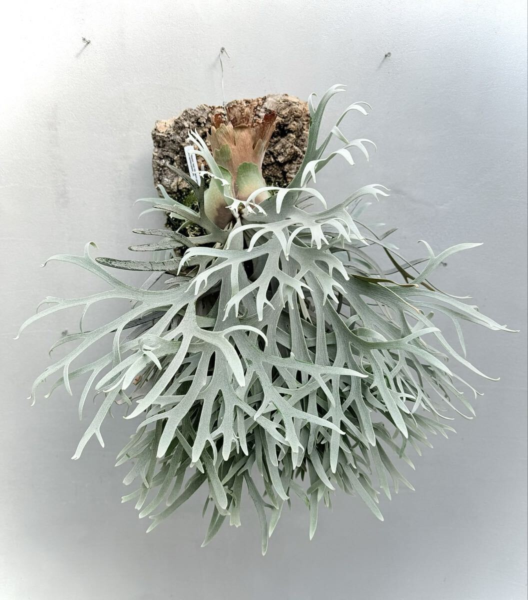 P. willinckii 'Jade Girl' (original)【vandaka】ビカクシダ