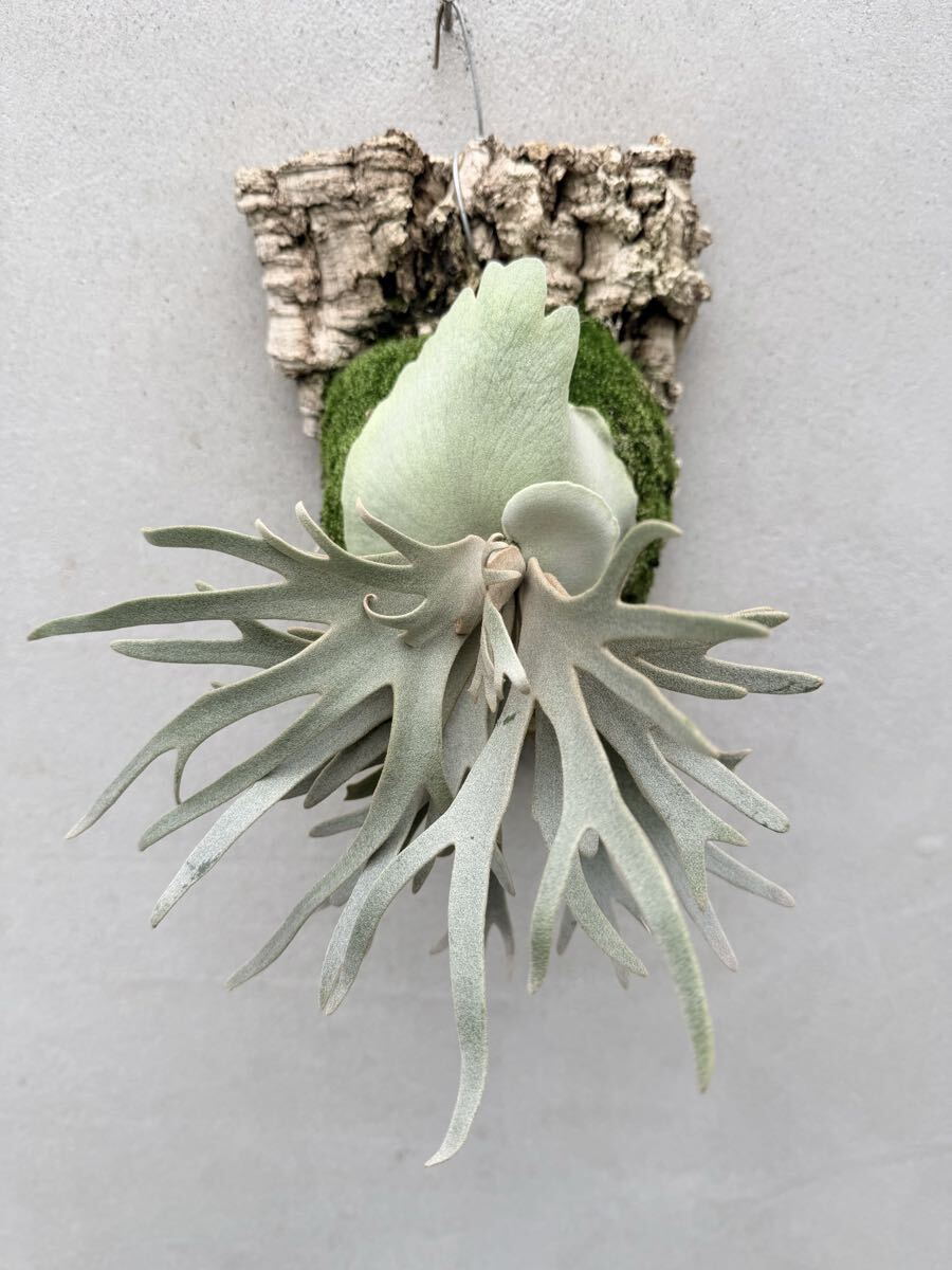 P. willinckii 'Jade Girl' (original)【vandaka】ビカクシダ