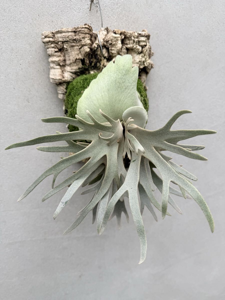 P. willinckii 'Jade Girl' (original)【vandaka】ビカクシダ