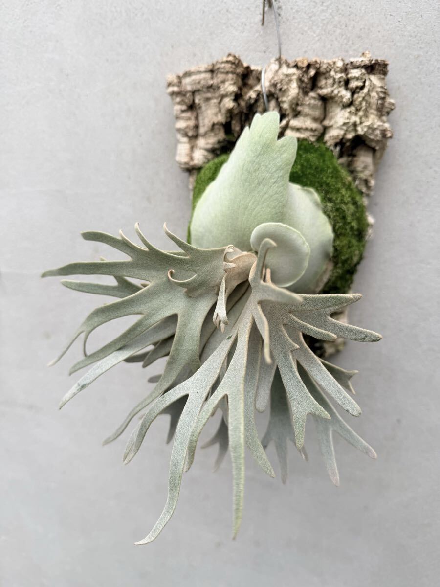 P. willinckii 'Jade Girl' (original)【vandaka】ビカクシダ