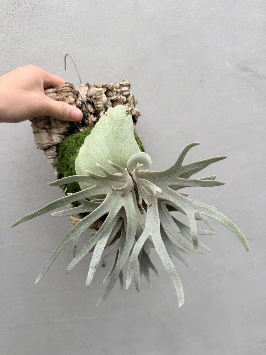 P. willinckii 'Jade Girl' (original)【vandaka】ビカクシダ
