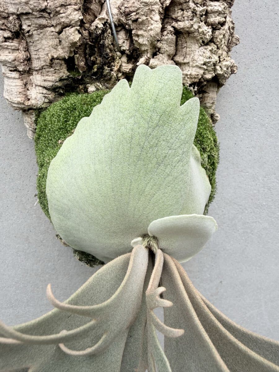 P. willinckii 'Jade Girl' (original)【vandaka】ビカクシダ
