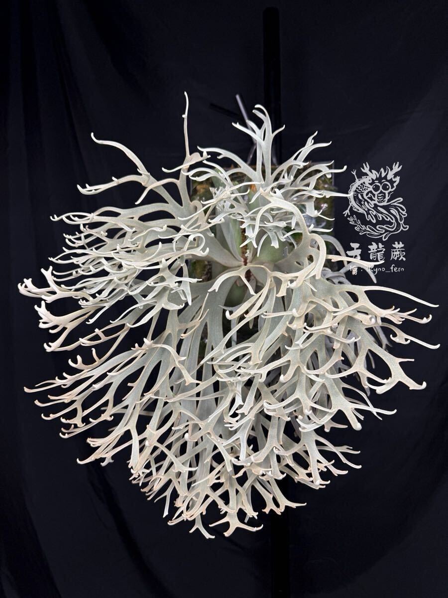 ビカクシダ　pup P. willlinckii 'Xana' 迦納 子株 OC pup ビカクシダ(ビカクシダ