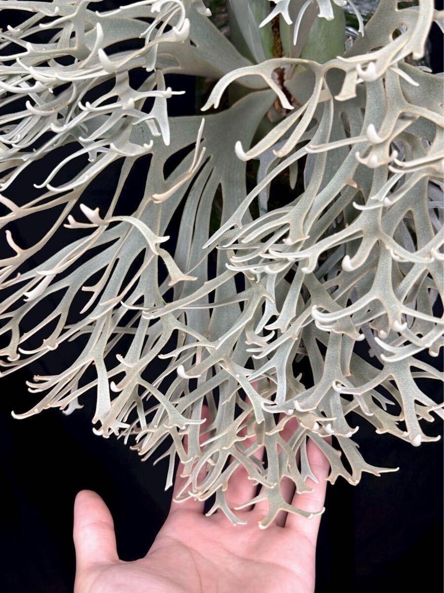 P. willlinckii 'Xana' 迦納 子株 OC pup ビカクシダ(ビカクシダ