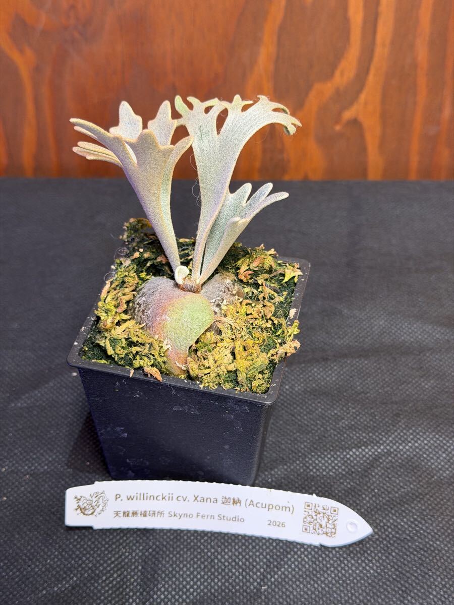 P. willlinckii 'Xana' 迦納 子株 OC pup ビカクシダ(ビカクシダ