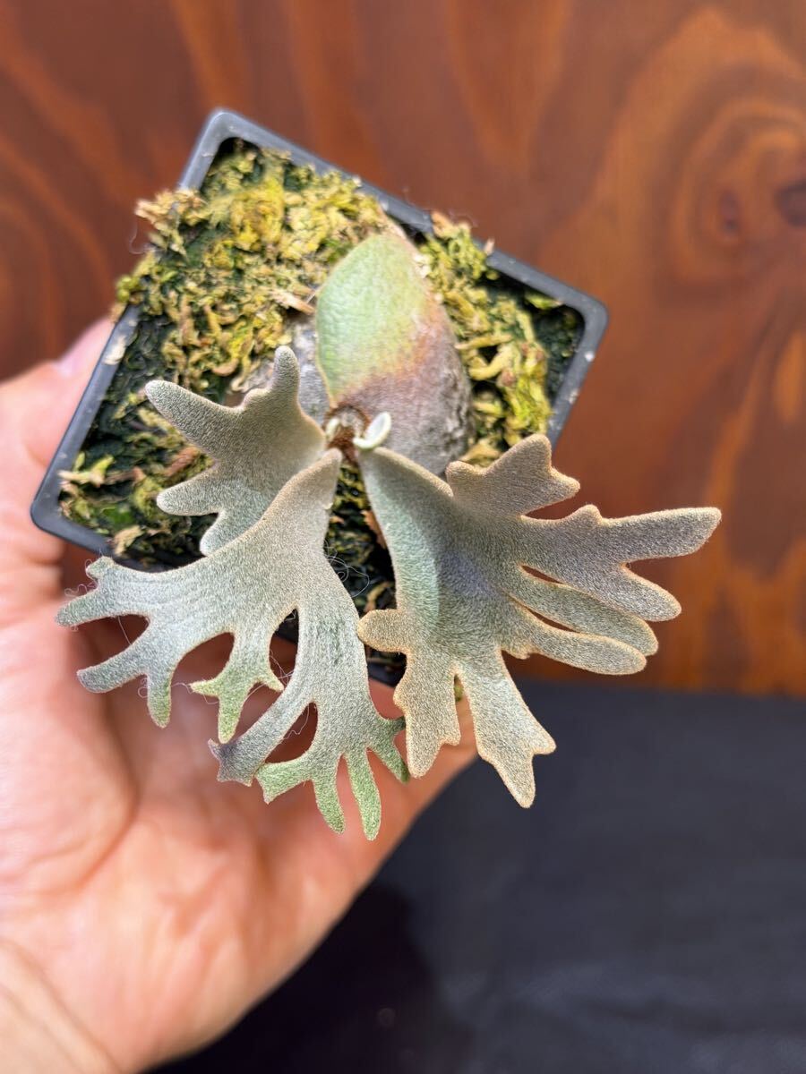 P. willlinckii 'Xana' 迦納 子株 OC pup ビカクシダ(ビカクシダ