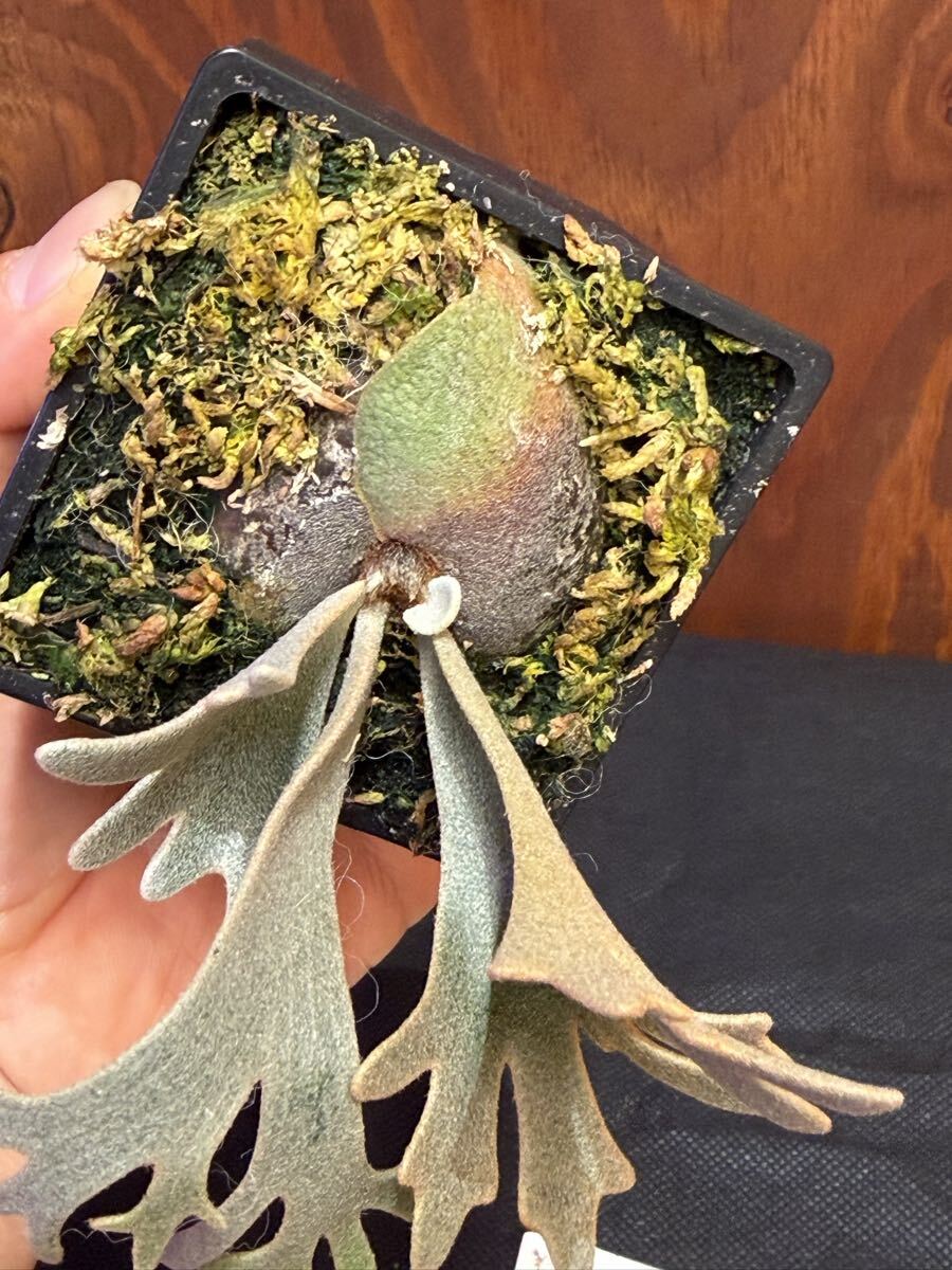 P. willlinckii 'Xana' 迦納 子株 OC pup ビカクシダ(ビカクシダ