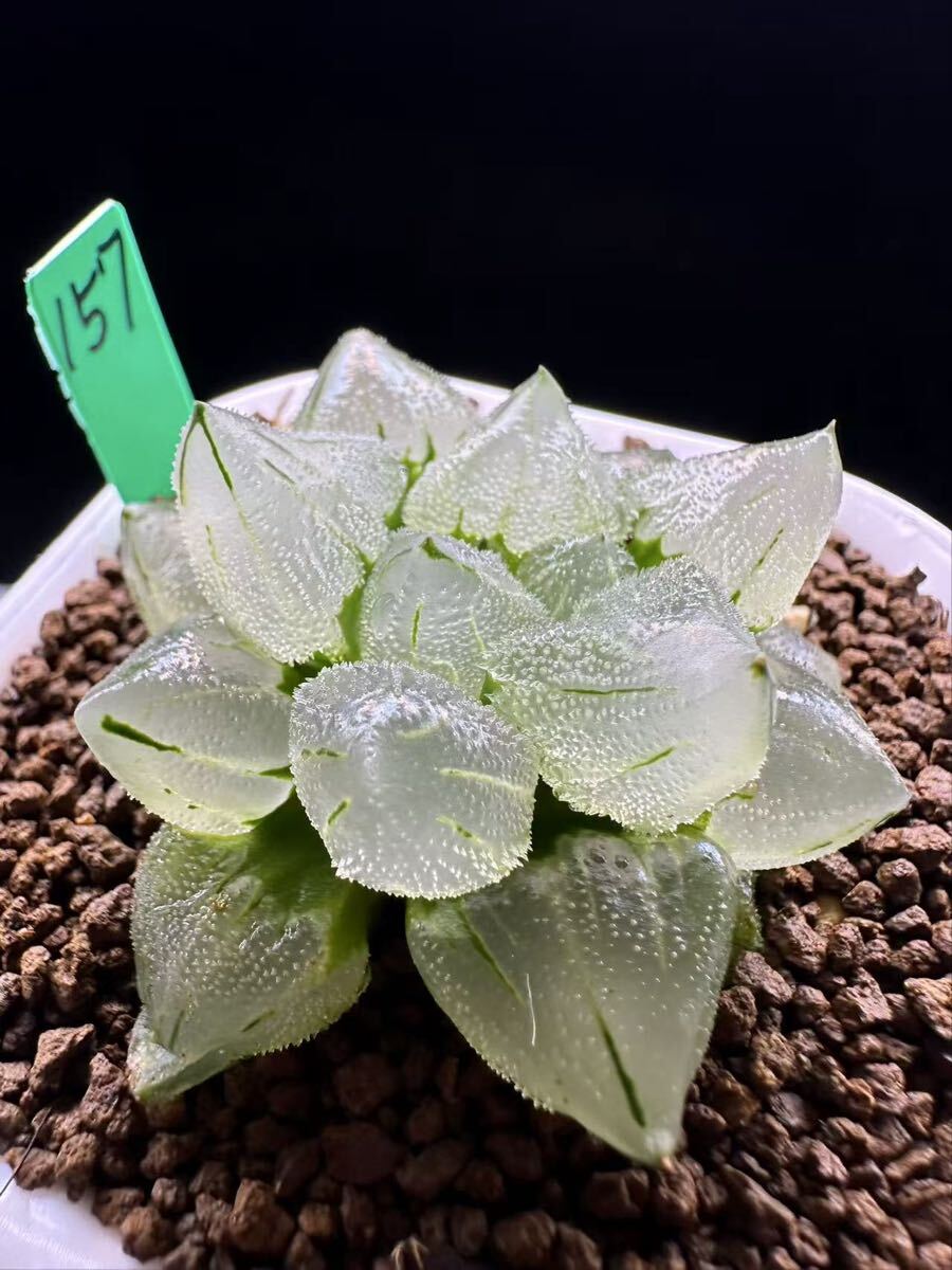 41h 多肉植物 ハオルチア 温玉コレクタ 自家繁殖 鉢植え発送 157 多肉