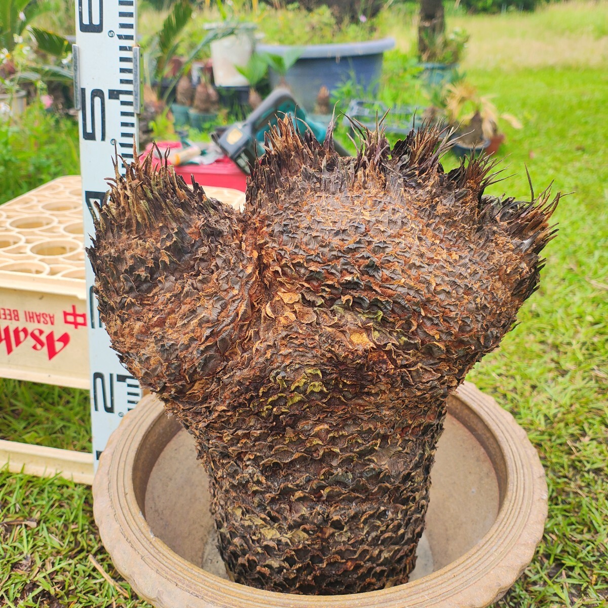 獅子ソテツ 原木発送 奄美大島産蘇鉄(観葉植物)｜売買された