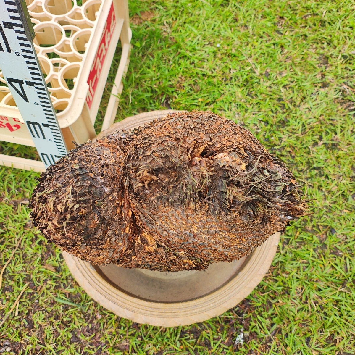 獅子ソテツ 原木発送 奄美大島産蘇鉄(観葉植物)｜売買された