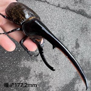 Yahoo!オークション(旧ヤフオク!)のペット、生き物 ヘラクレス