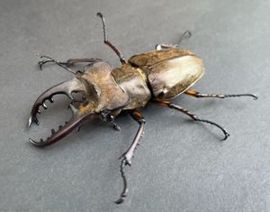 ミヤマクワガタ ♀の値段と価格推移は？｜876件の売買データから