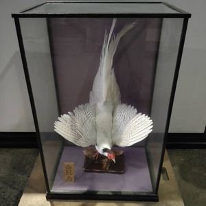 鳥 剥製の値段と価格推移は？｜12件の売買データから鳥 剥製の価値が