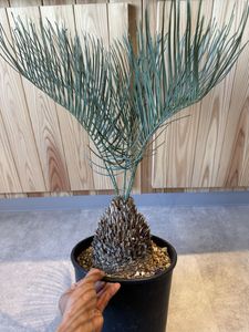 カイルンシアナの値段と価格推移は？｜160件の売買データから