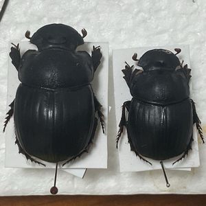 ダイコクコガネの値段と価格推移は？｜27件の売買データから