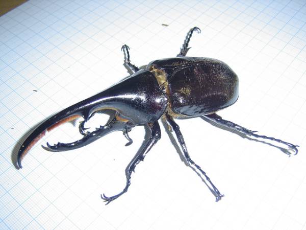 ヘラクレスヘラクレス　オス120ミリ　メス55ミリペア_1