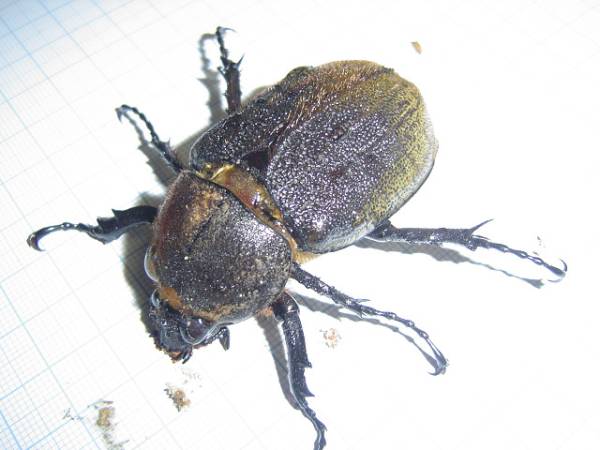 ヘラクレスヘラクレス　オス120ミリ　メス55ミリペア_2